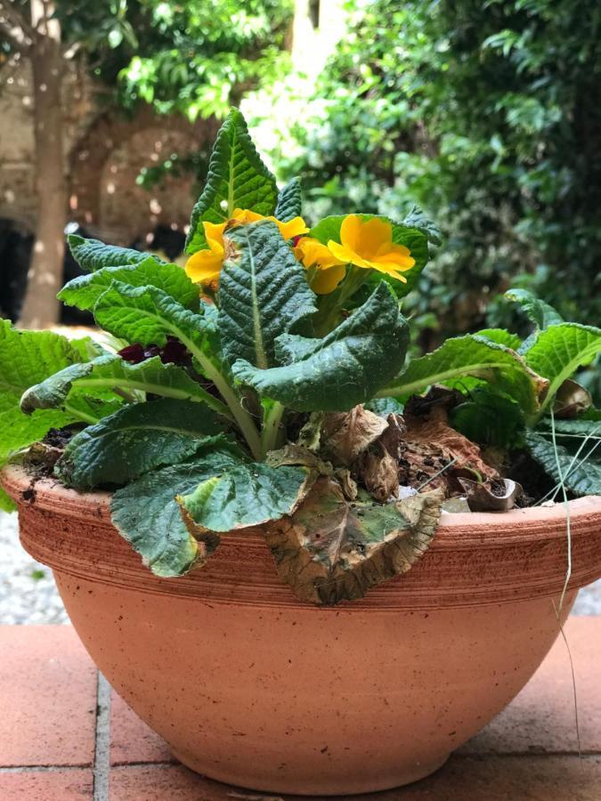 Hostly - Garden House Near The Tower - Historical House With Private Garden Apartment Pisa Bagian luar foto